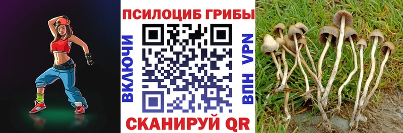 закладки Белгород Псилоцибиновые грибы Psilocybe